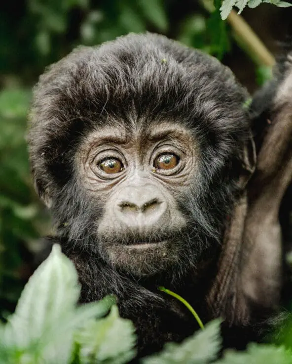 Luxury Uganda Safaris
