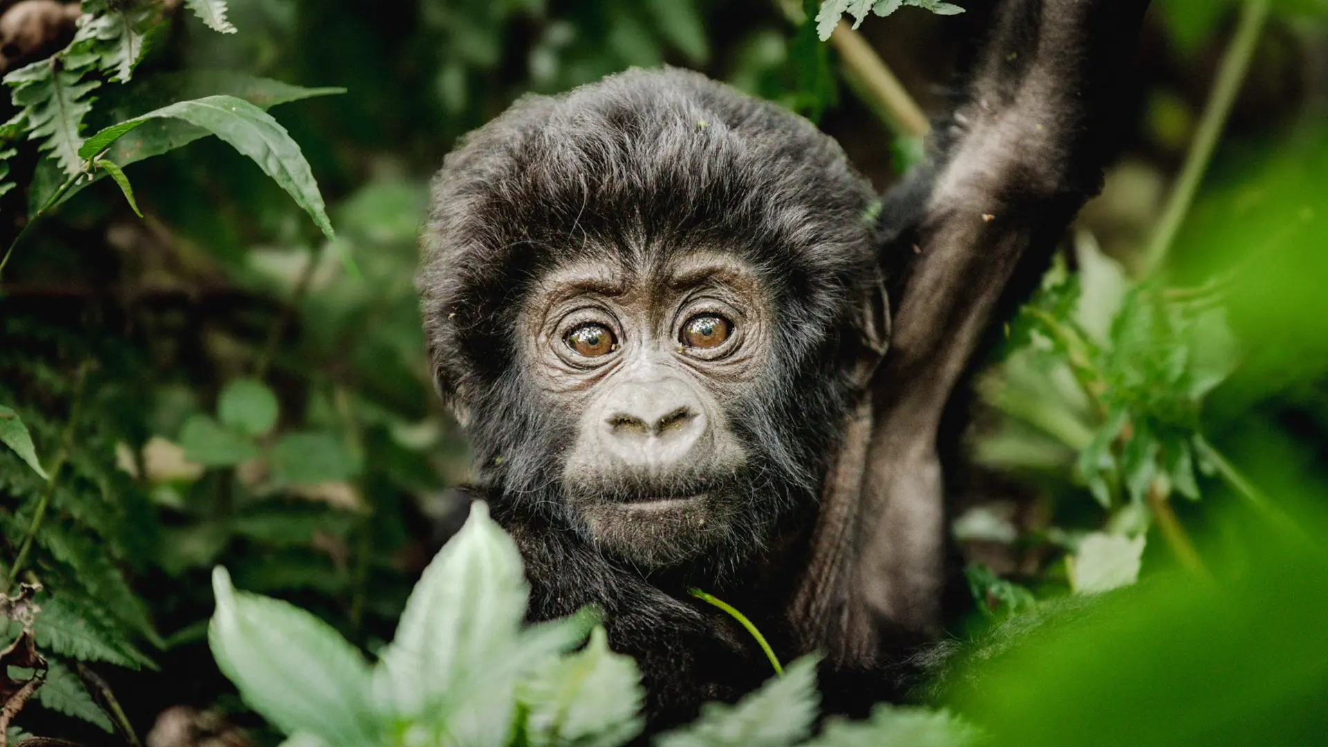 Uganda tour packages