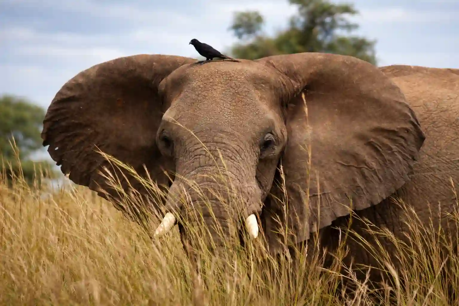 16 Days Uganda Safari