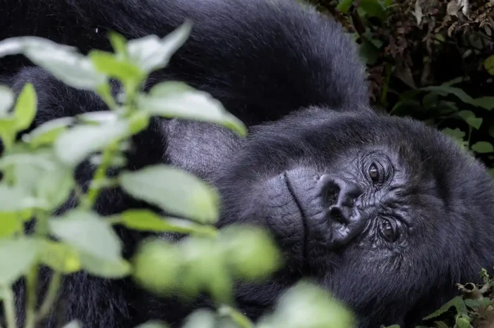 14 Day Tour of Uganda: Two weeks in Uganda