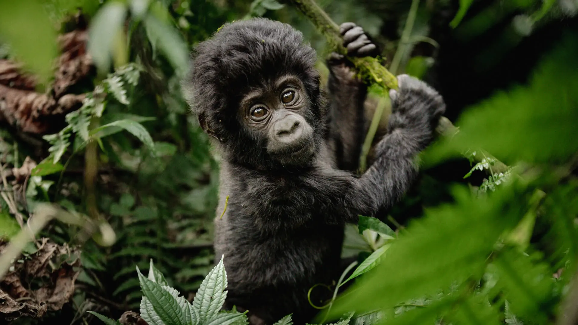 Baby-Gorilla-Standing-Bwindi-Uganda.jpg