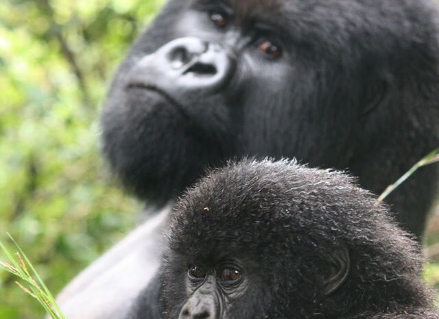 2 Day Uganda Gorilla Trekking Tour