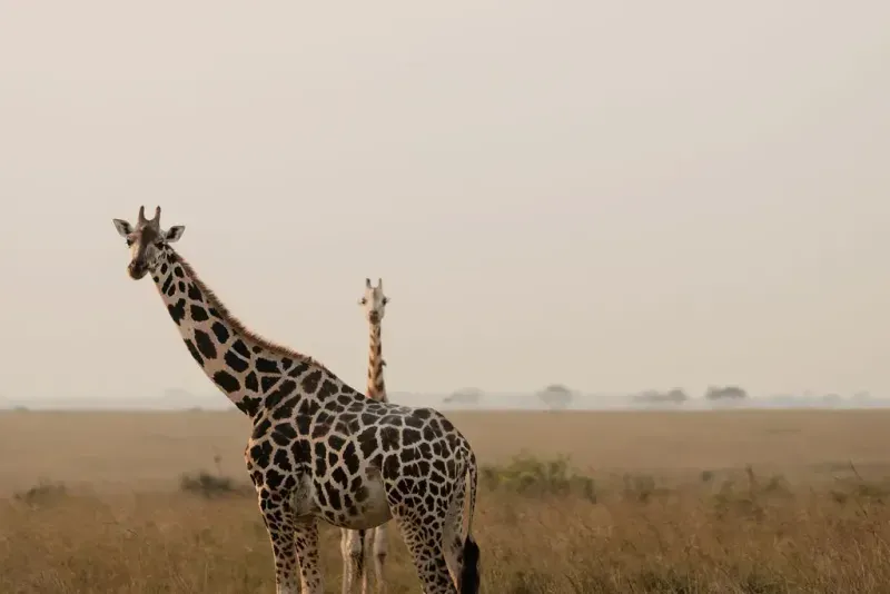 Giraffe