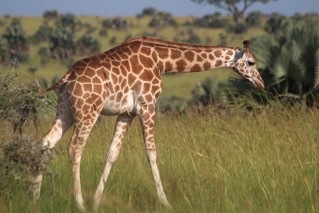 Girraffe