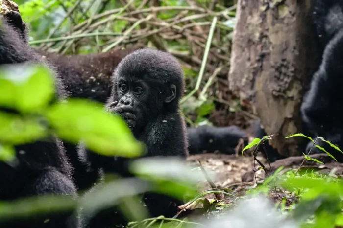 18 Days Safari Adventure: All Peals of Uganda