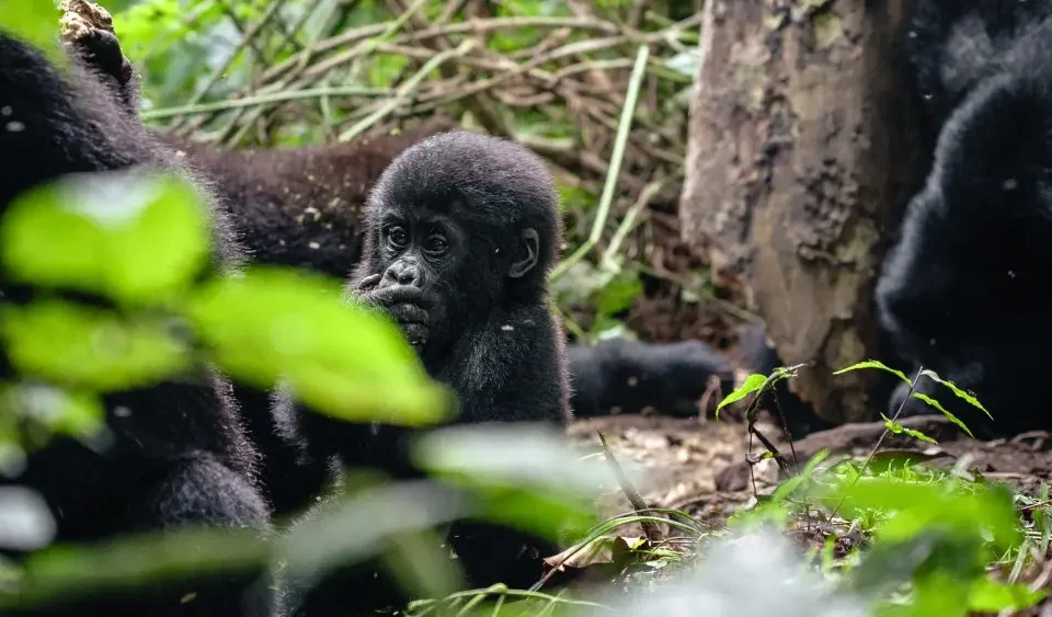 Gorilla-2.jpg.webp