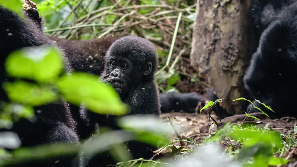 Gorilla-2.jpg.webp