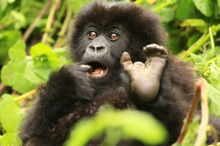 4 Days Fly in gorilla trekking safari to Bwindi