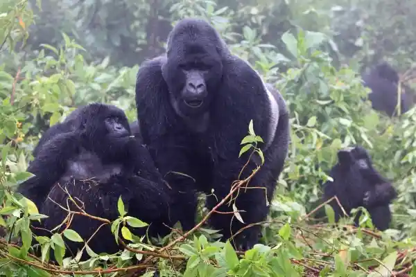 14 Day Tour of Uganda: Two weeks in Uganda