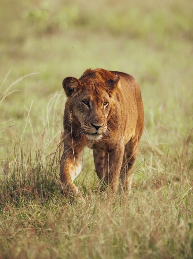 lion