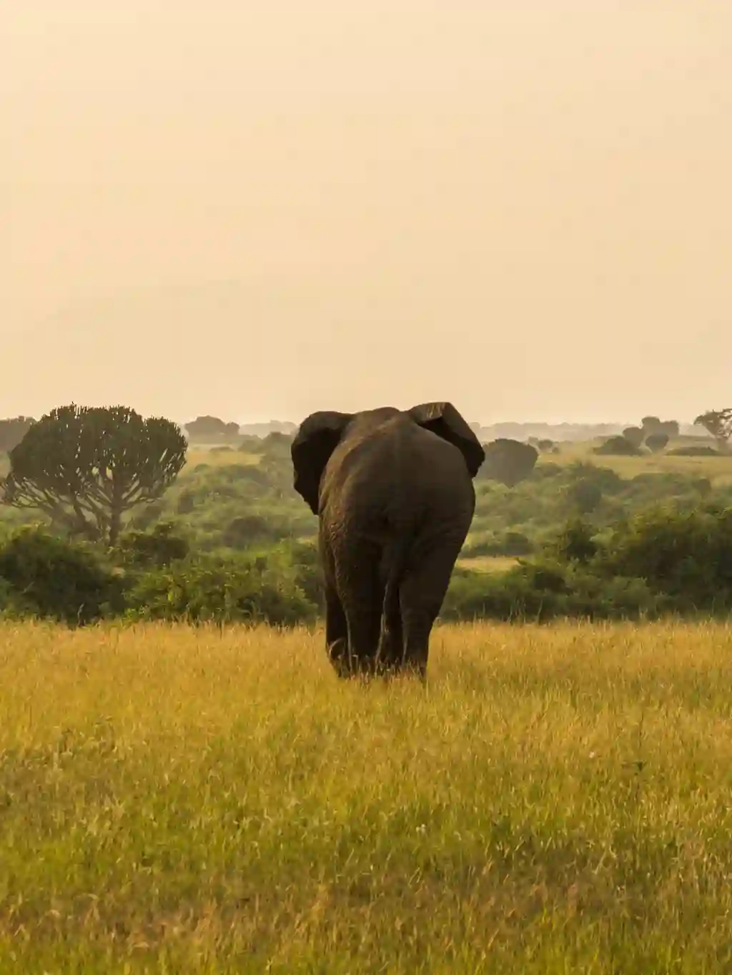 Uganda