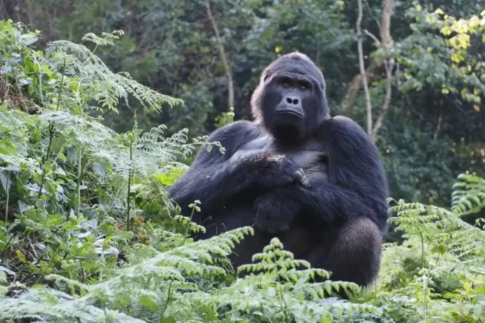 12 Day Luxury Uganda Safari – Into the Wild