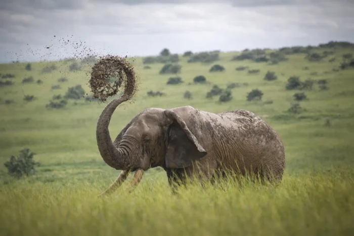 16-Day Uganda Safari – Gorillas, Wildlife & Shoebills