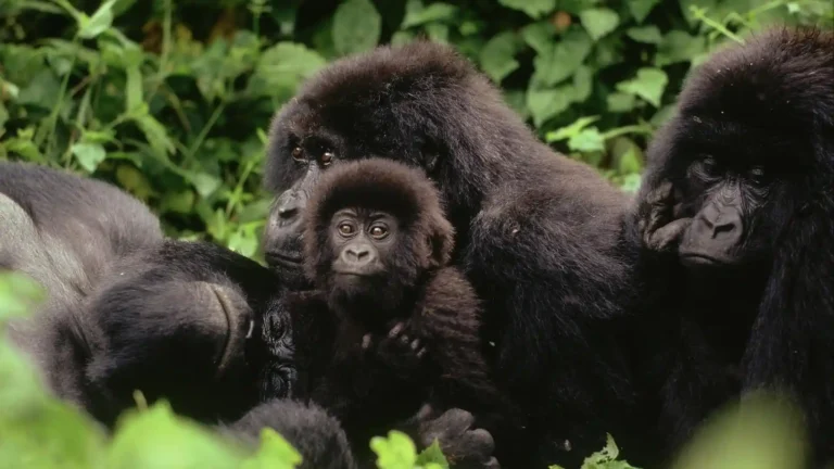 gorilla families of Buhoma.webp