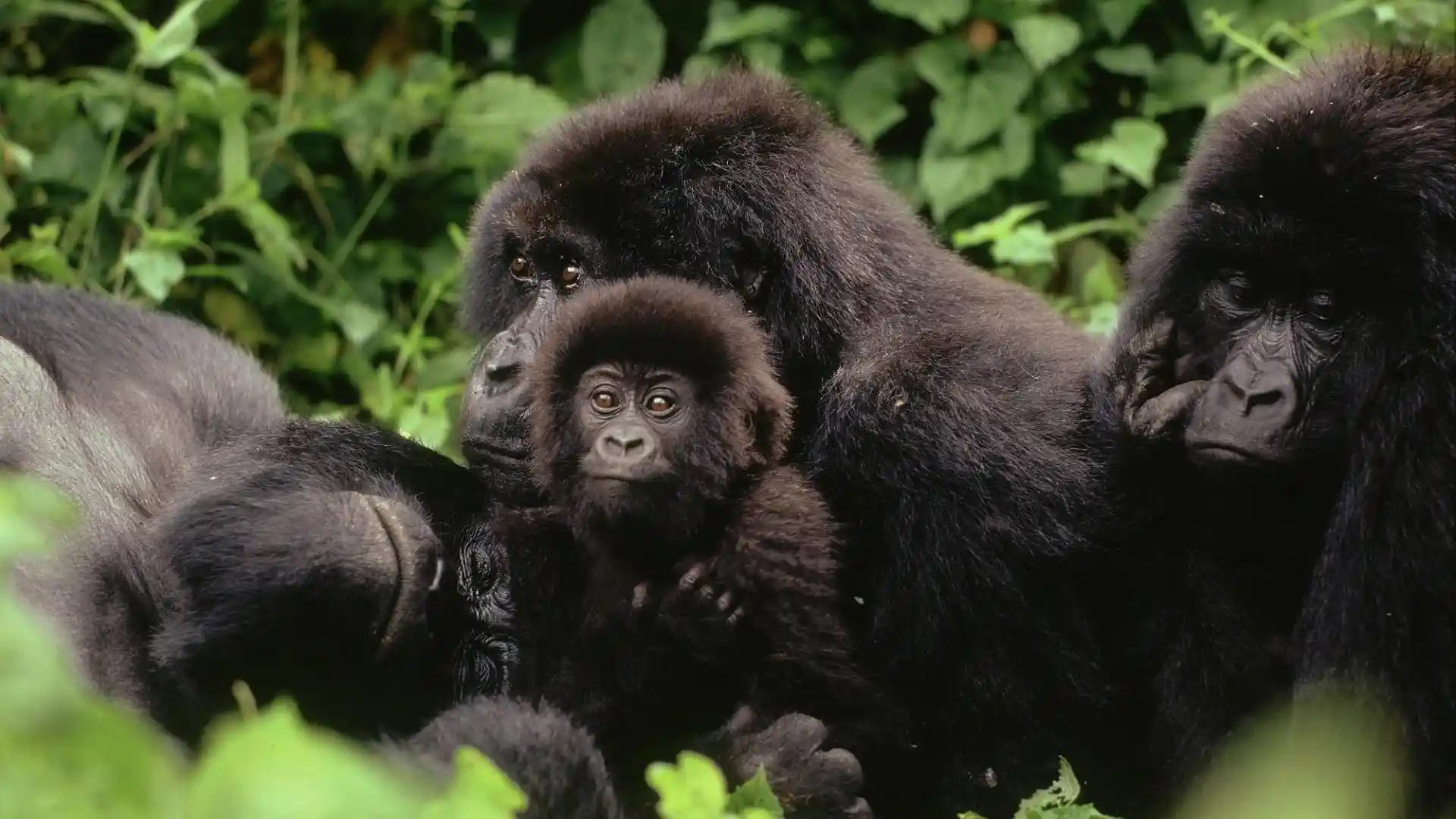gorilla families of Buhoma.webp
