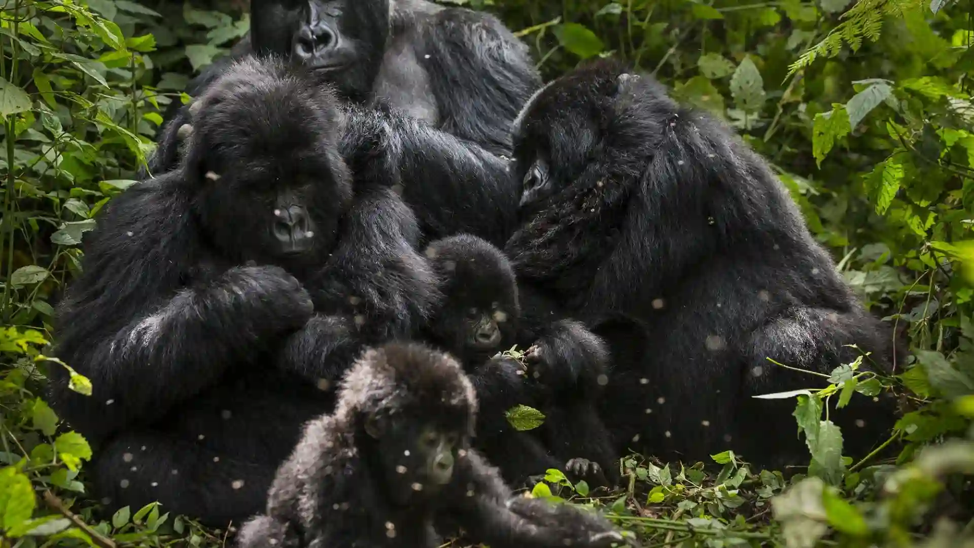 gorilla_family_together.webp