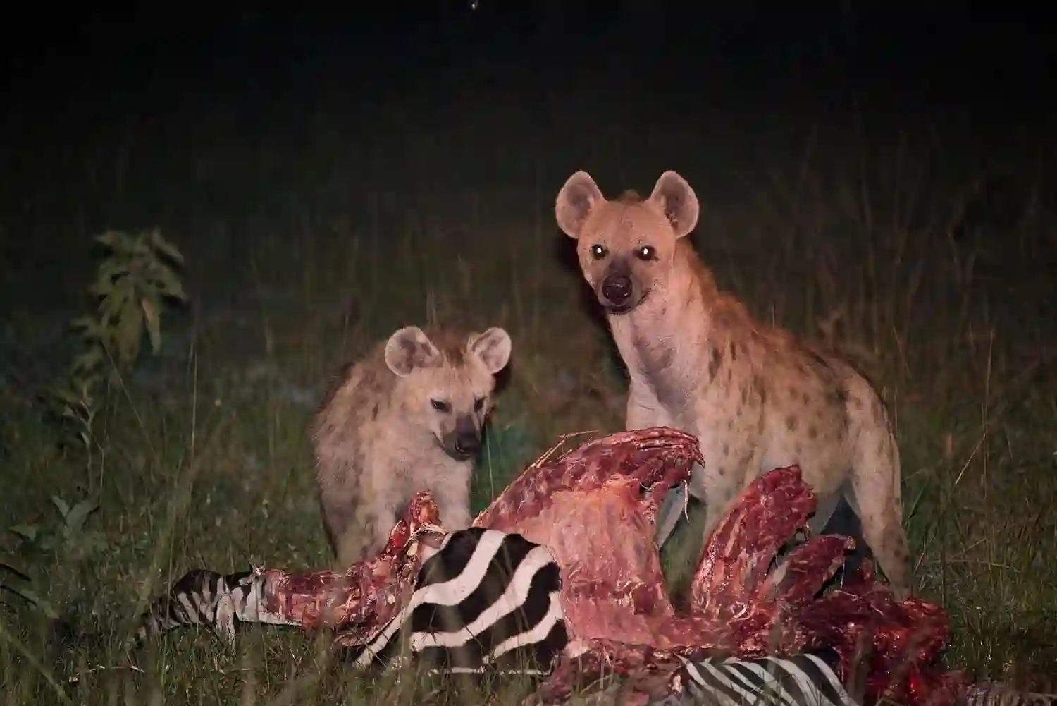 Game drive at night