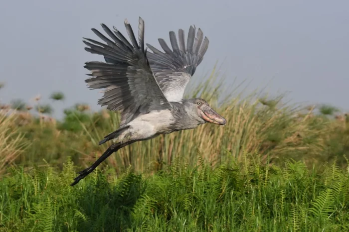 12-Day Best of Uganda: all the must-see national parks