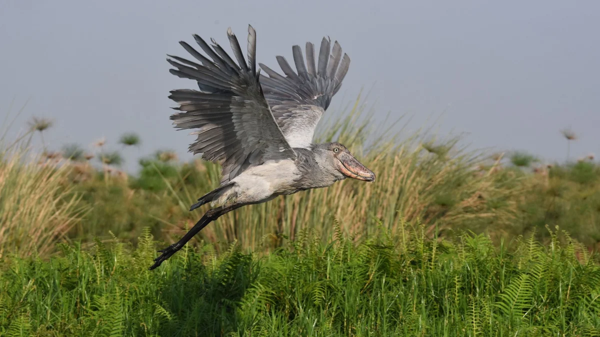 12 Day Best of Uganda