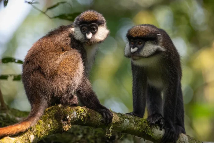 8-Day Uganda Eco Safari – Gorillas and Wildlife