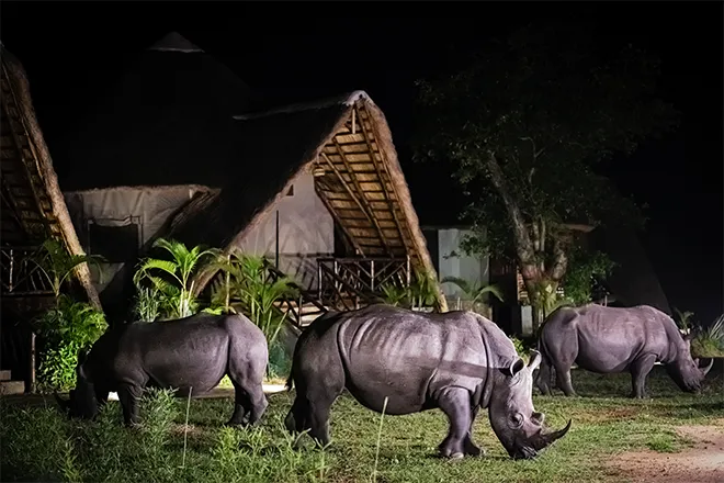 rino-with-chalets-01