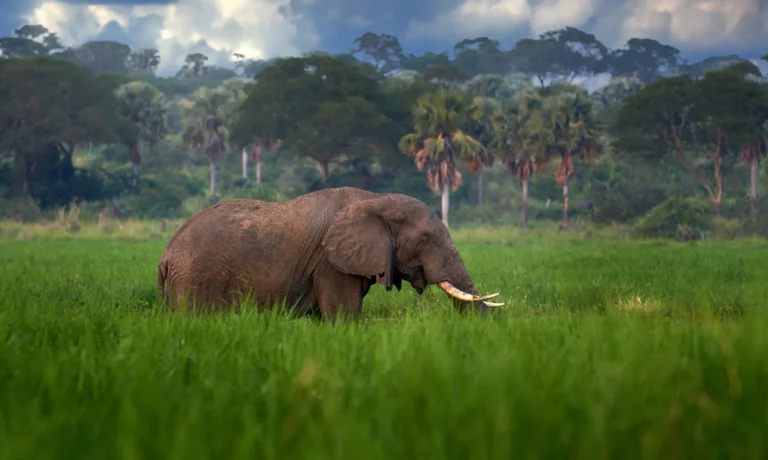 Uganda safaris