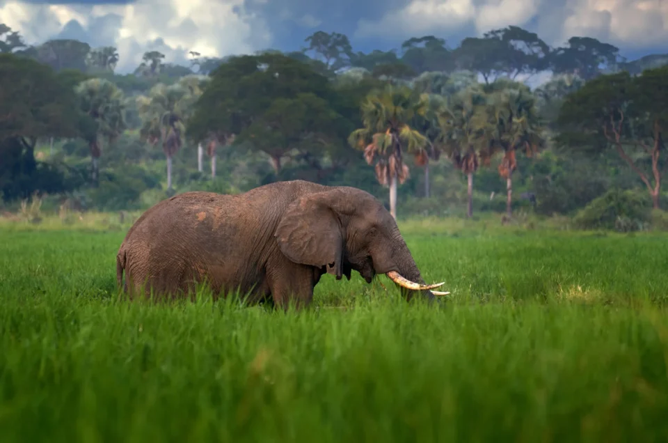 Uganda safaris