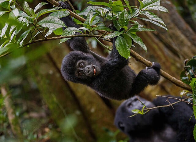 18 Days Safari Adventure: All Peals of Uganda