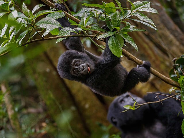 Uganda