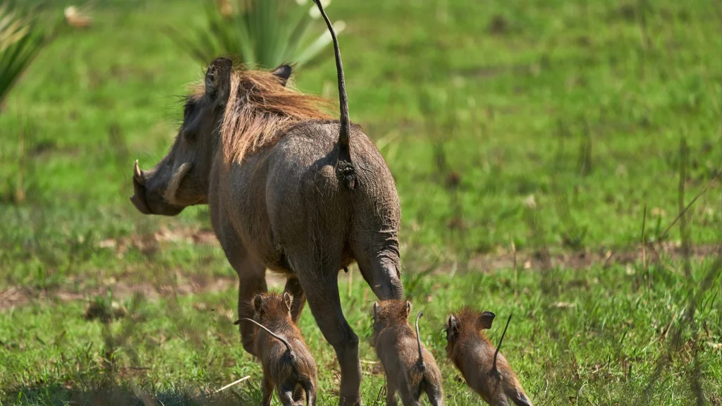 ugandafamiliensafari_1-228ce29c.webp