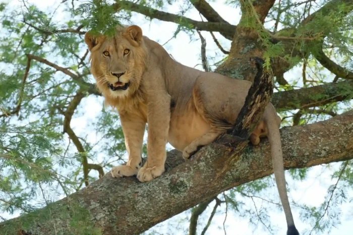 8 Days Fly-in safari: Exploring Uganda’s wild diversity