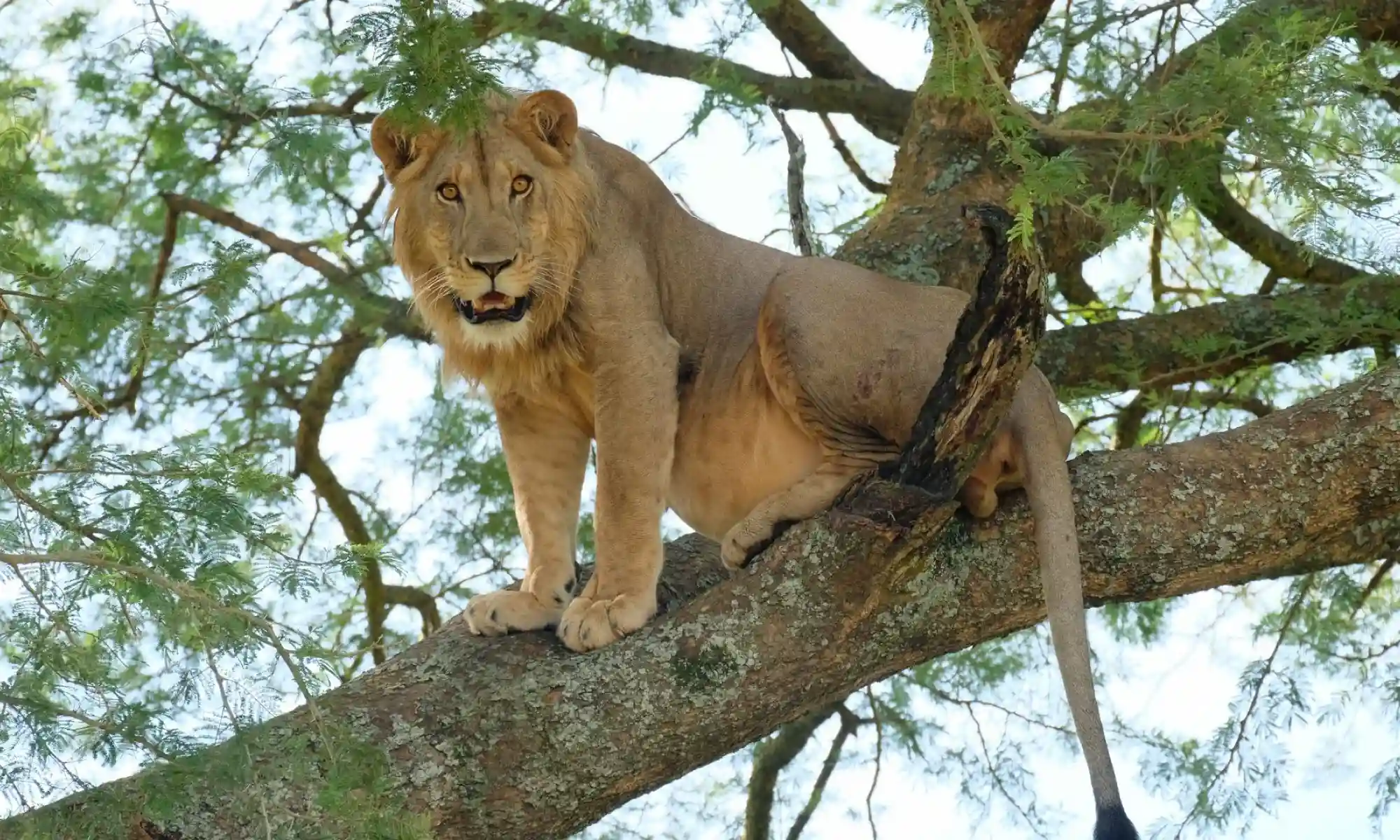 ugandaswildevielfalt_4-836bef7c (1).webp