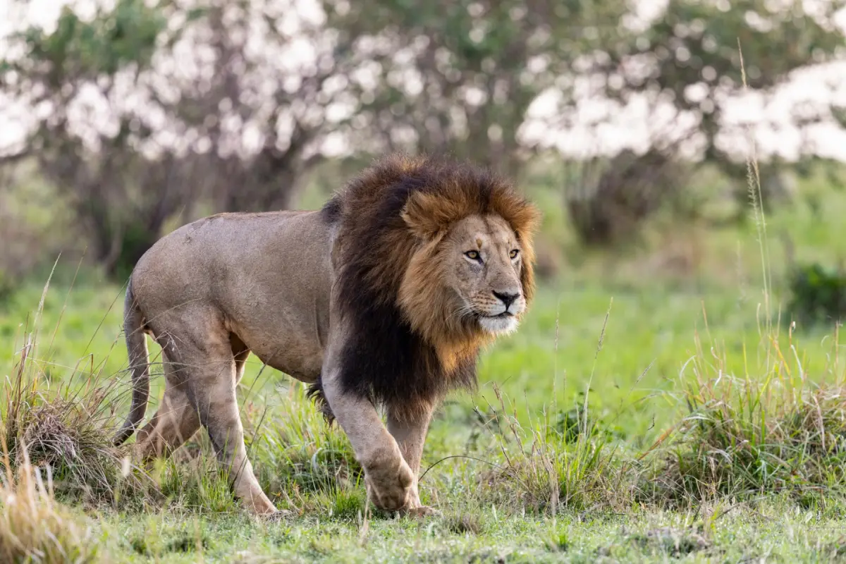 African lion