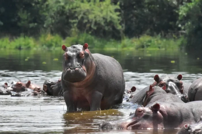8-Day Uganda Eco Safari – Gorillas and Wildlife