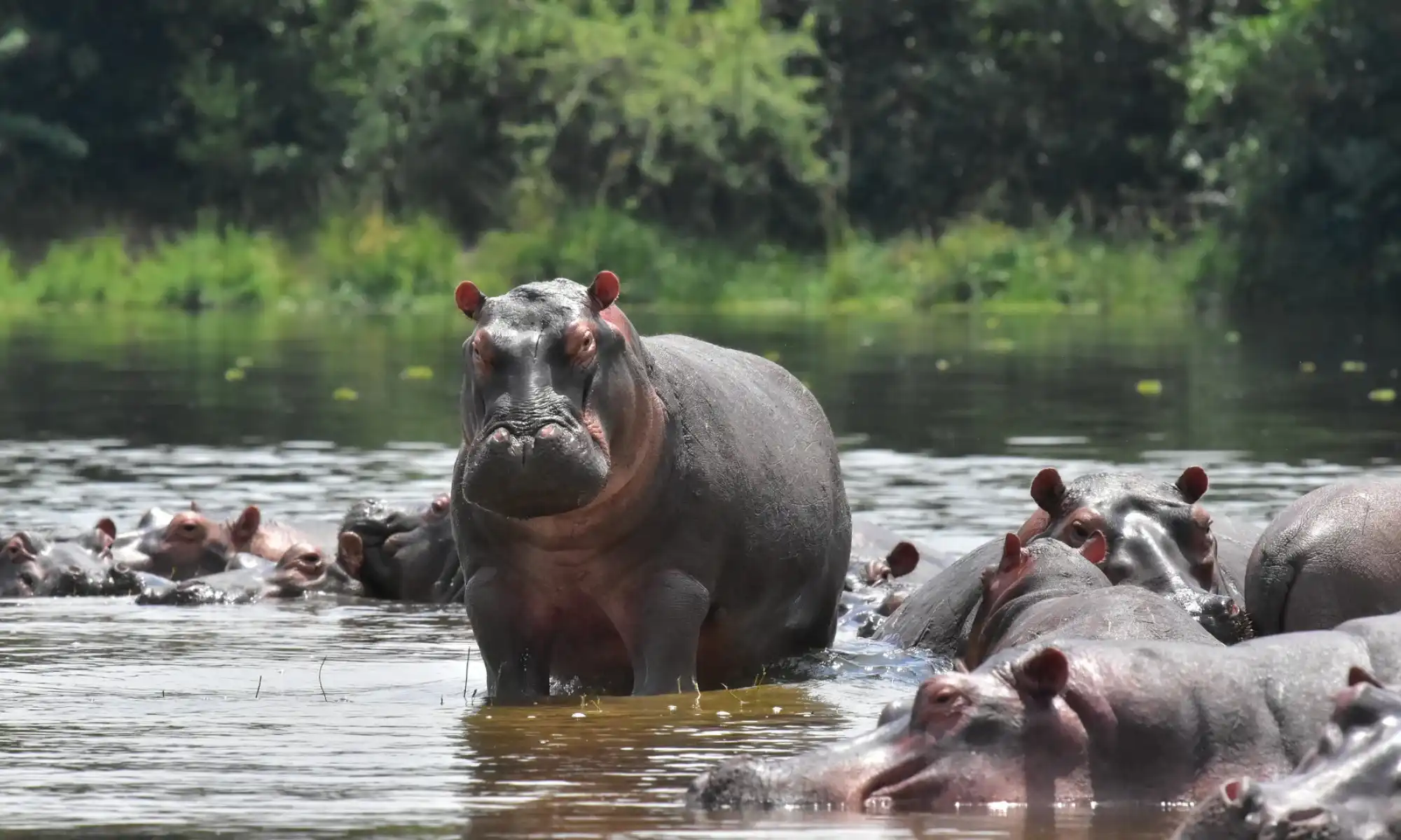 Animals in Uganda, Hippos