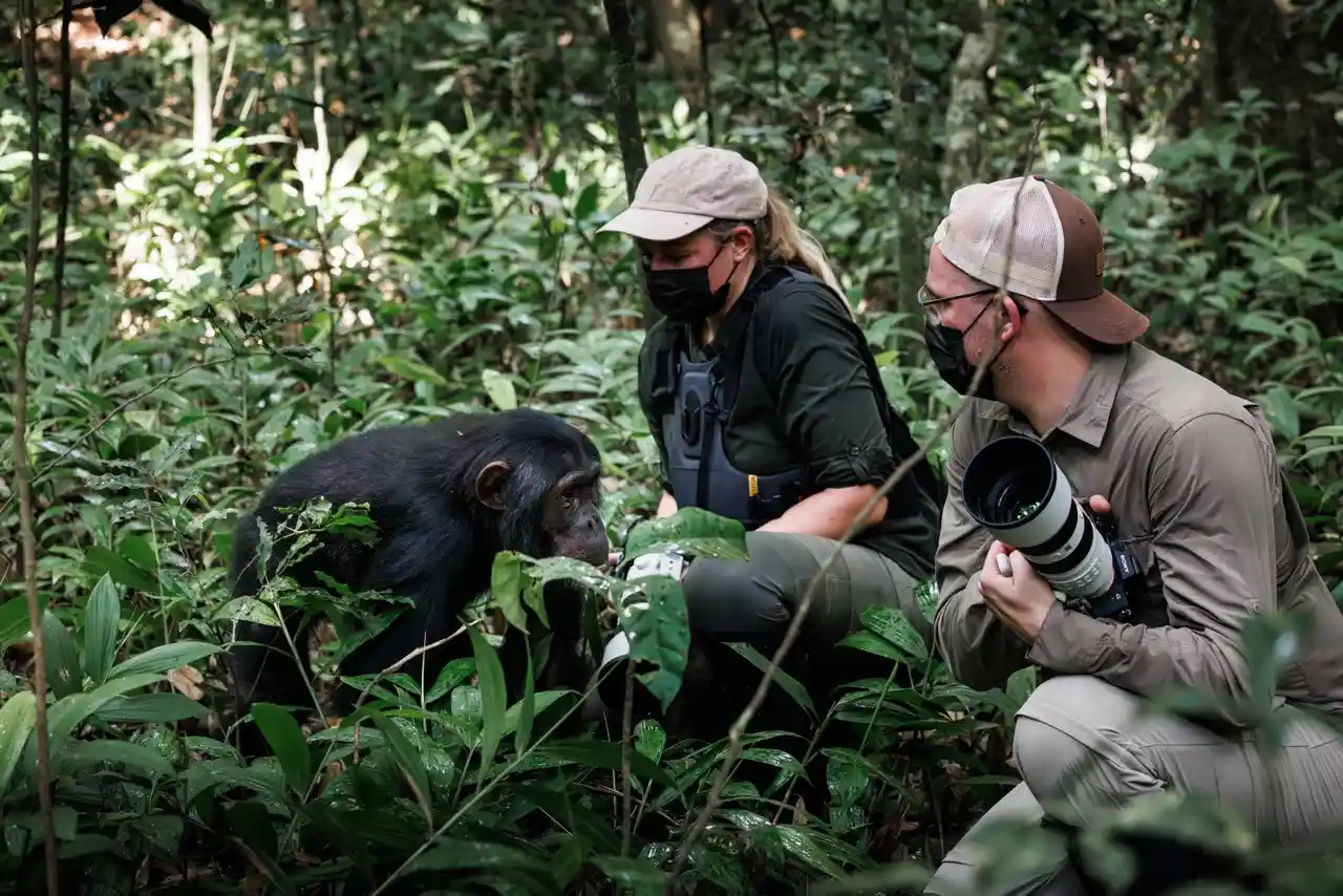 Chimpanzee Trekking Uganda