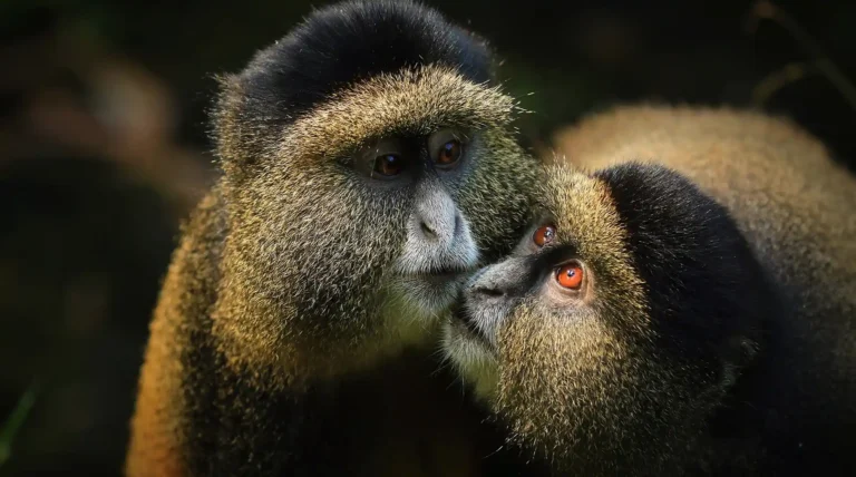 Golden monkey trekking Uganda