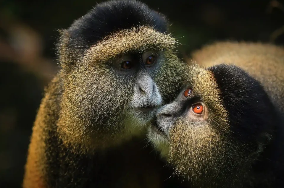 Golden monkey trekking Uganda