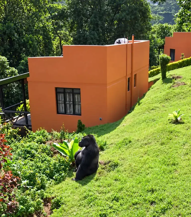 Gorilla Valley Lodge