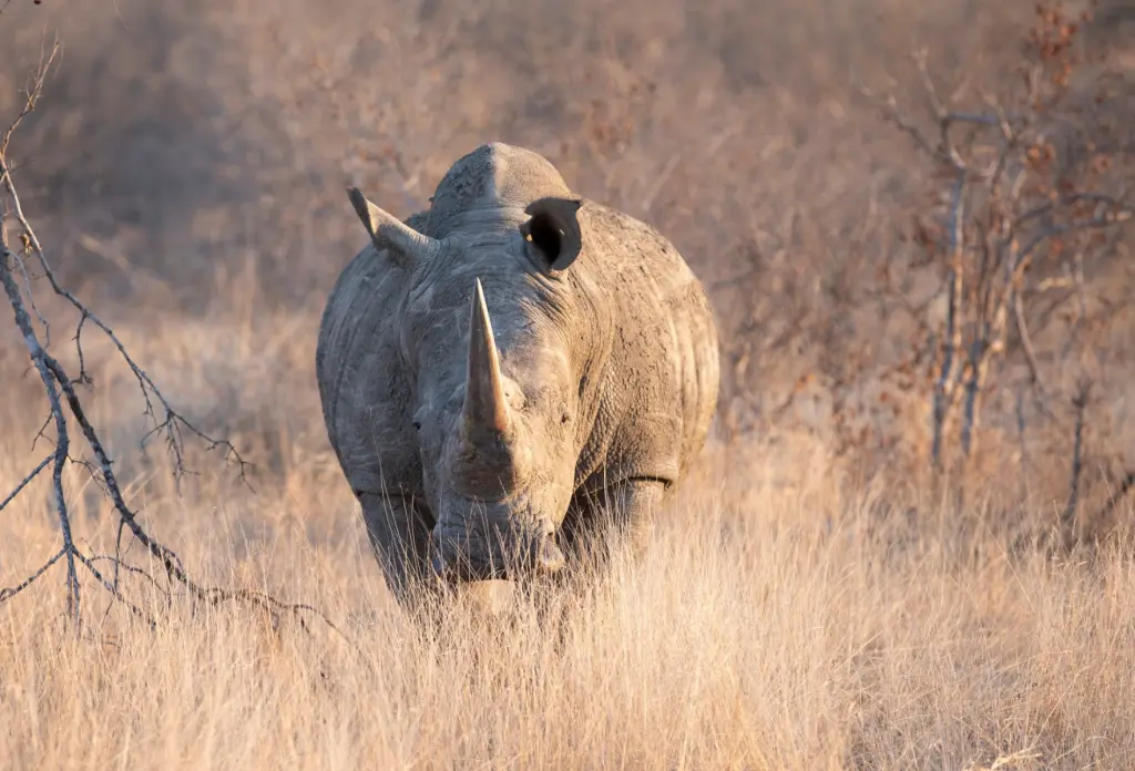 Rhinos in Uganda.webp